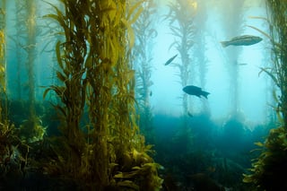 Picture of Kelp