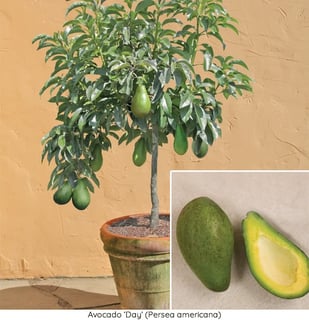 Picture of Avocado