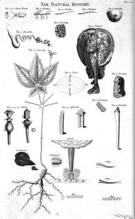 Picture of Natural history