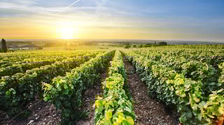 Picture of Vineyard