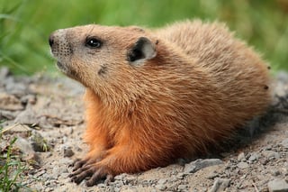 Picture of Groundhog
