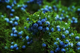 Picture of Juniper
