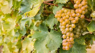 Picture of Sauvignon blanc