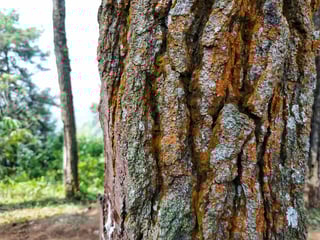 Picture of Bark