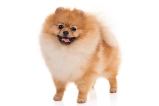 Picture of Pomeranian