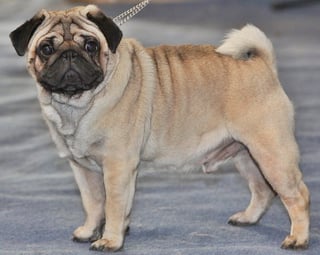 Picture of Pug