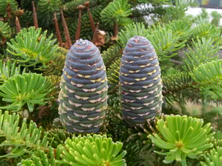 Picture of Fir