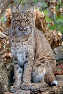 Picture of Bobcat