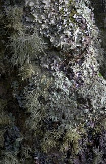 Picture of Lichen