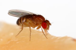 Picture of Common fruit fly