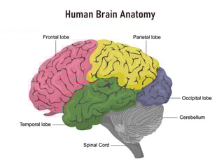 Picture of brain