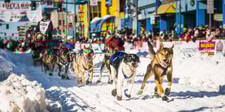 Picture of Iditarod Trail Sled Dog Race