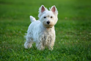Picture of Terrier