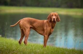 Picture of Vizsla