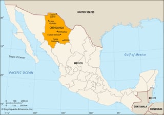 Picture of Chihuahua