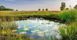 Picture of Pond