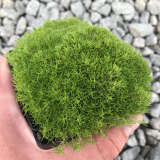 Picture of Moss