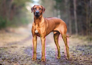 Picture of Rhodesian Ridgeback