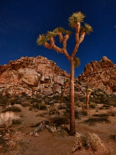 Picture of Joshua Tree National Park