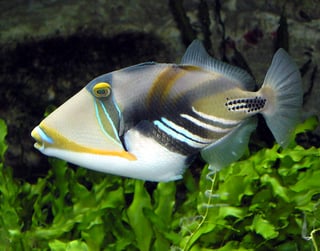 Picture of Triggerfish