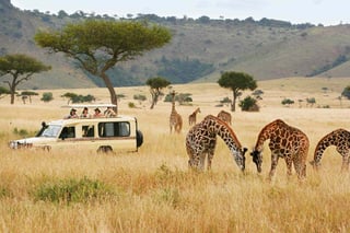 Picture of Safari