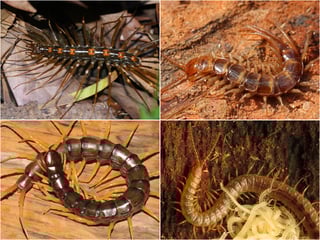 Picture of Centipedes