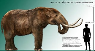 Picture of Mastodons
