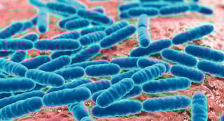 Picture of Lactobacillus