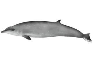 Picture of Gervais's beaked whale