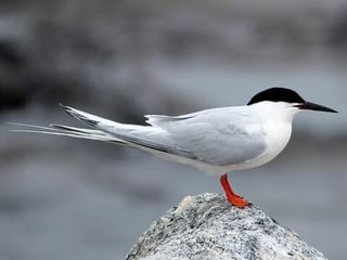 Picture of Roseate tern