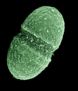 Picture of Enterococcus