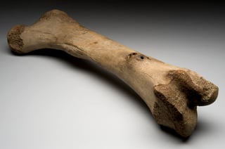 Picture of bone