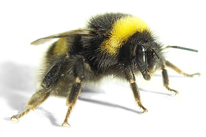 Picture of Bumblebee