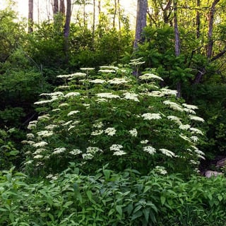 Picture of Elderberry