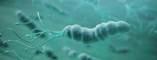 Picture of Helicobacter pylori