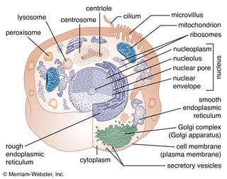 Picture of cell