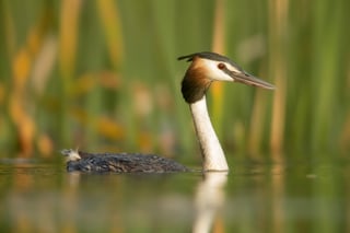 Picture of Great crested grebe