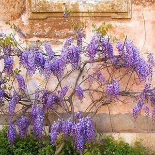 Picture of Wisteria