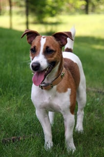 Picture of Jack Russell Terrier