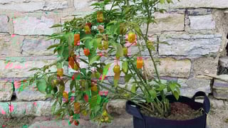Picture of Habanero