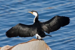 Picture of Cormorants