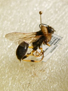 Picture of Pest