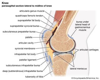 Picture of joint