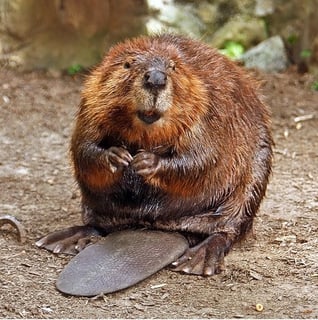 Picture of Beaver