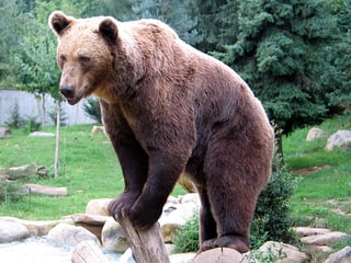 Picture of Bears