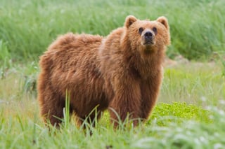 Picture of Brown bear