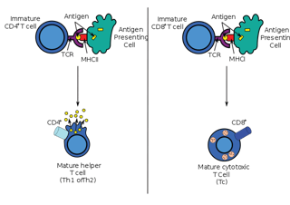 Picture of Cytotoxic T cell