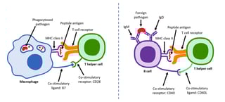 Picture of T helper cell