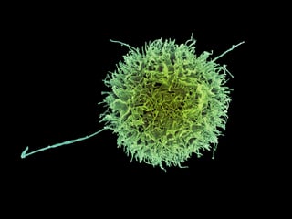 Picture of natural killer cell