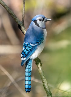 Picture of Blue jay